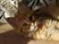 Maine Coon Vingsted´s Cassanova