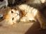 Maine Coon Vingsted´s Cassanova