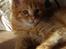 Maine Coon Vingsted´s Cassanova