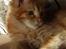 Maine Coon Vingsted´s Cassanova