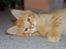 Maine Coon Vingsted´s Cassanova