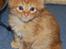 Maine Coon Vingsted´s Cassanova