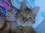 Huskat Oliver - Pretty Kitty
