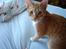 Huskat Oliver - Oliver er nusnart 8 mdr.