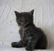 Maine Coon Holy Smoke