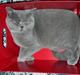 British Shorthair Beachhills Ludwig (Egon)