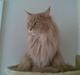 Maine Coon Soldalens Sille