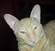 Cornish Rex Bojan