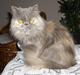 Perser Clara - R.I.P