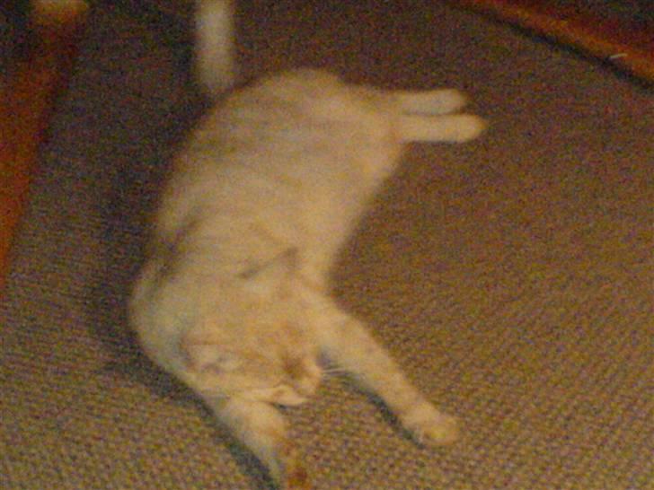 Huskat Brutalis billede 1