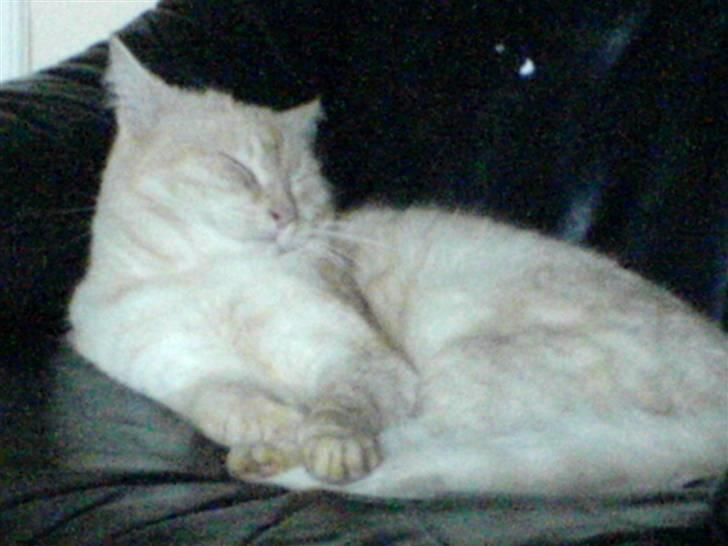 Huskat Brutalis billede 2