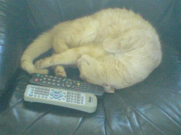 Huskat Brutalis billede 3