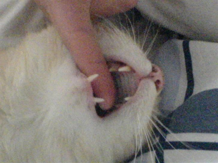 Huskat Brutalis billede 4