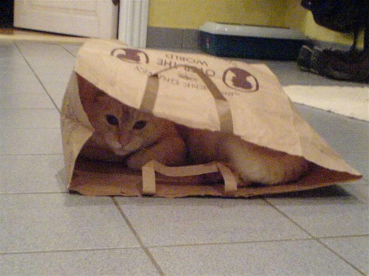 Huskat Brutalis billede 6