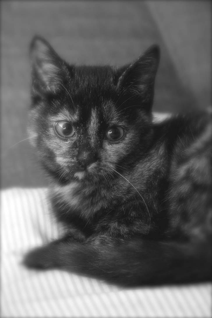 Huskat Mifune -- Flyttet - Mifune billede 1