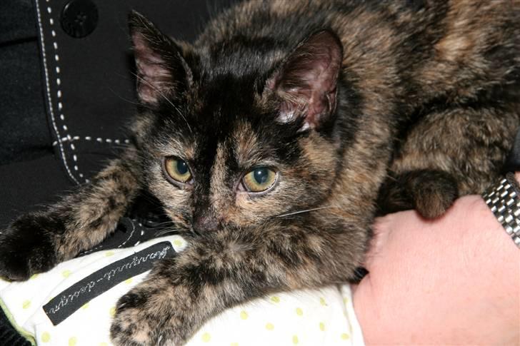 Huskat Mifune -- Flyttet billede 2