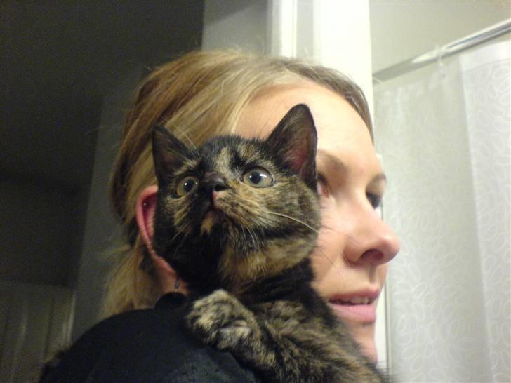 Huskat Mifune -- Flyttet billede 3