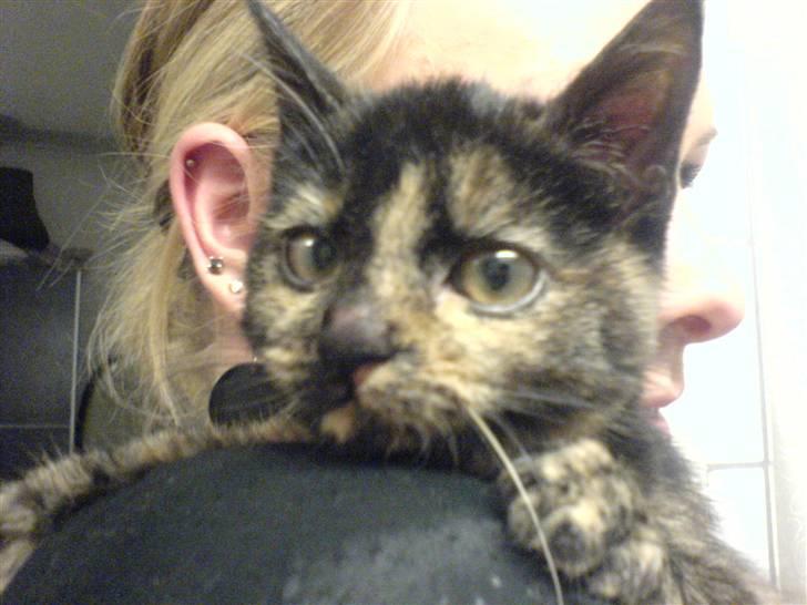 Huskat Mifune -- Flyttet billede 4