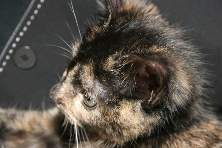 Huskat Mifune -- Flyttet billede 5