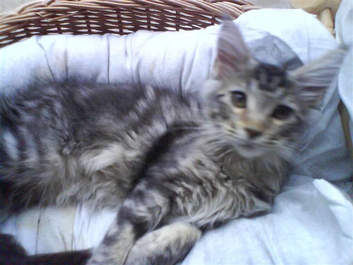 Maine Coon Gabriel - 21-11-07 Ligger i kurven og hygger  billede 13