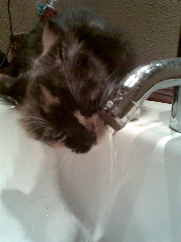 Huskat Ymer - Frisk vand.... skøøønt billede 14