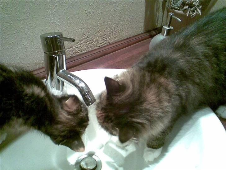 Norsk Skovkat Tulle - Katte på druk.... billede 16