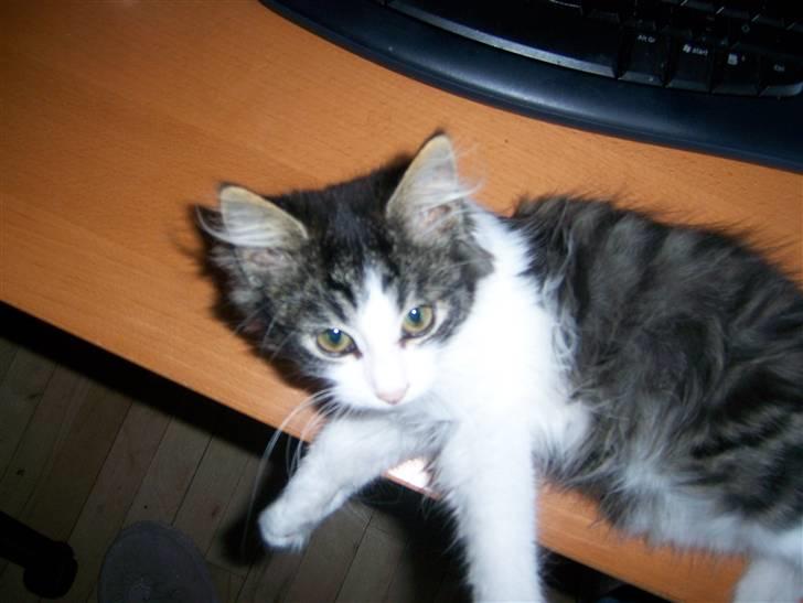 Blanding af racer Balder - Balder da han var killing.. Han elsker stadig at ligge mellem tastaturet og mig billede 8