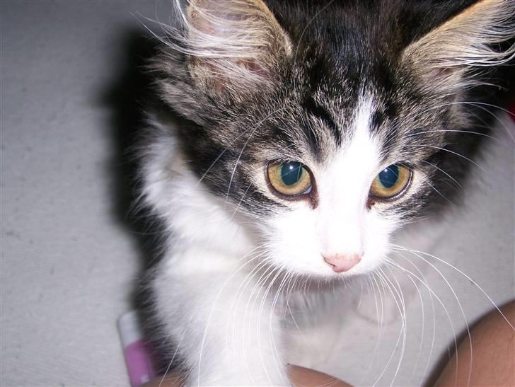 Blanding af racer Balder - Balder up close billede 9