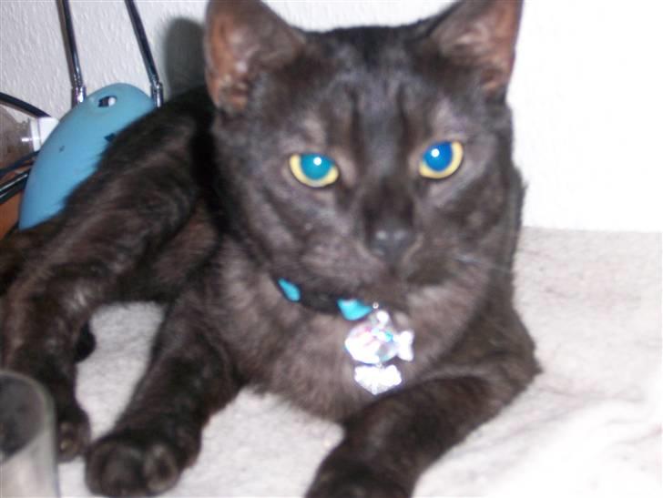 Huskat Romeo - Smukke Romeo billede 11