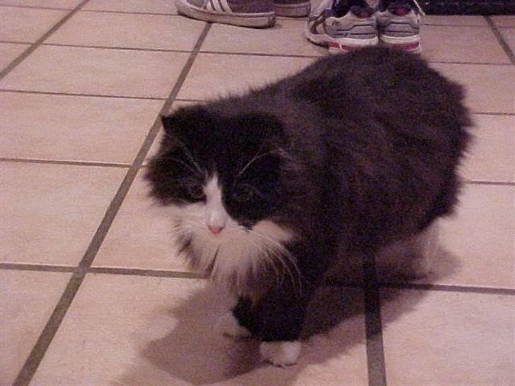 Blanding af racer Anton/Nullermand - Gå Gå vrik med høfterne der er jo nogle der kan:=) billede 1