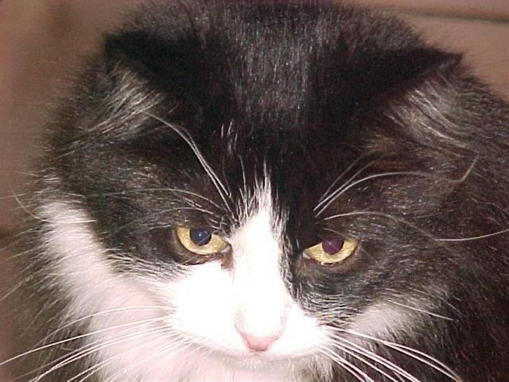 Blanding af racer Anton/Nullermand - Mit smukke hoved billede 2