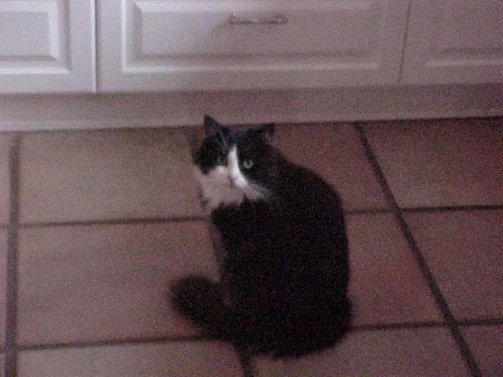 Blanding af racer Anton/Nullermand - ihhhh Nina behøver du altid fotografere mig når jeg ik har sat hår billede 3