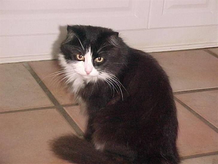 Blanding af racer Anton/Nullermand - Jeg ku da godt bli fotomodel billede 4