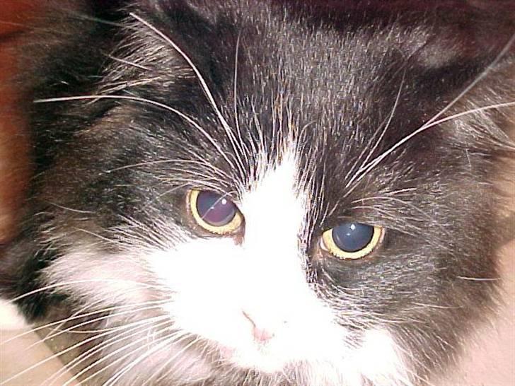 Blanding af racer Anton/Nullermand - Kom nu Nina mere mad:=) billede 5