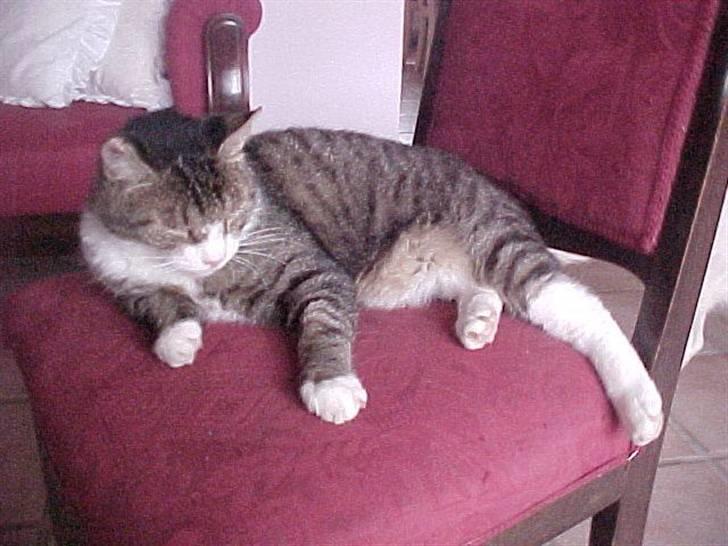 Blanding af racer Frans/ Fedberg R.I.P - Godnat billede 1