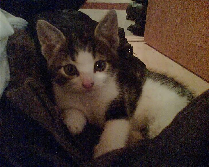 Huskat Futte - Futte som meget lille killing:) billede 8