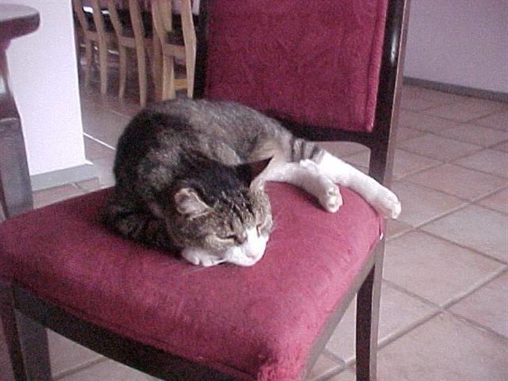 Blanding af racer Frans/ Fedberg R.I.P - Øj hvor er jeg træt hele tiden billede 2