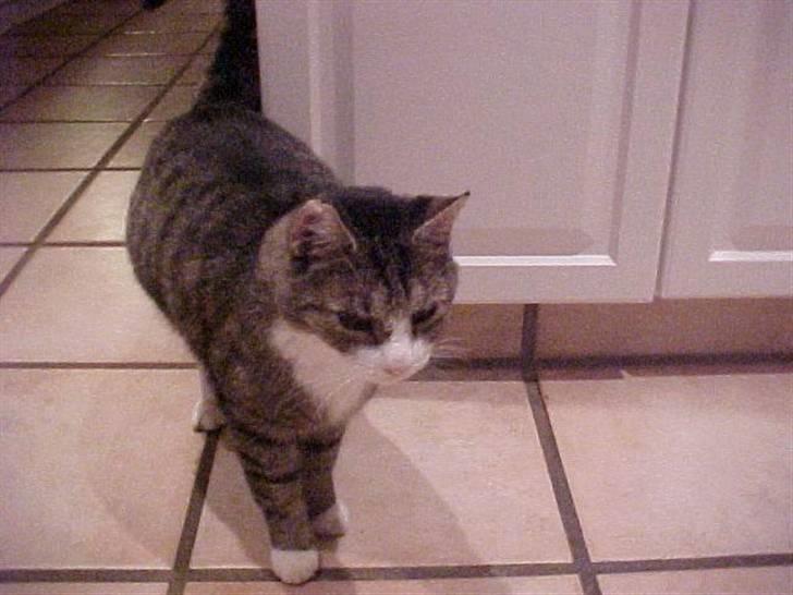 Blanding af racer Frans/ Fedberg R.I.P - Mad jeg skal nå at have noget før Anton billede 3