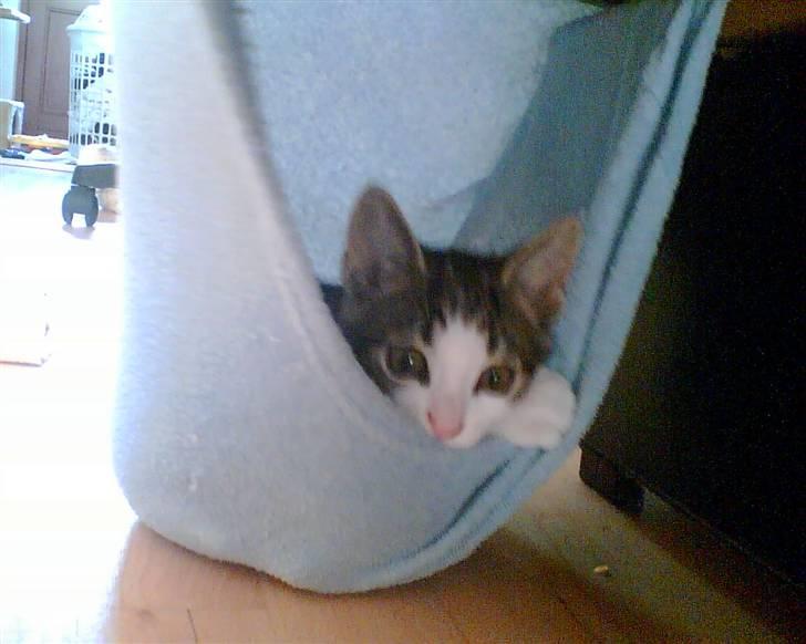 Huskat Futte - Jeg gemmer mig lige her :) billede 9