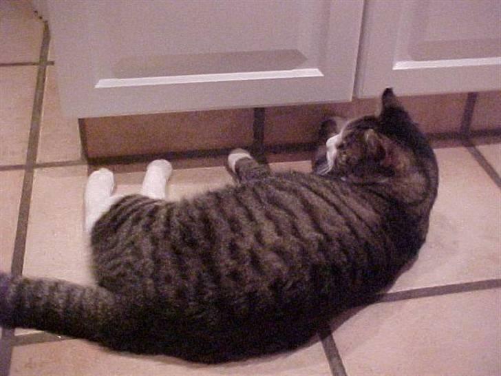 Blanding af racer Frans/ Fedberg R.I.P - Godnat i gen jeg gider ikke snakke billede 4