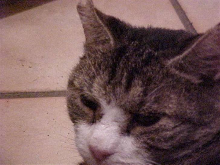 Blanding af racer Frans/ Fedberg R.I.P - Ih Nina din fotograf billede 5