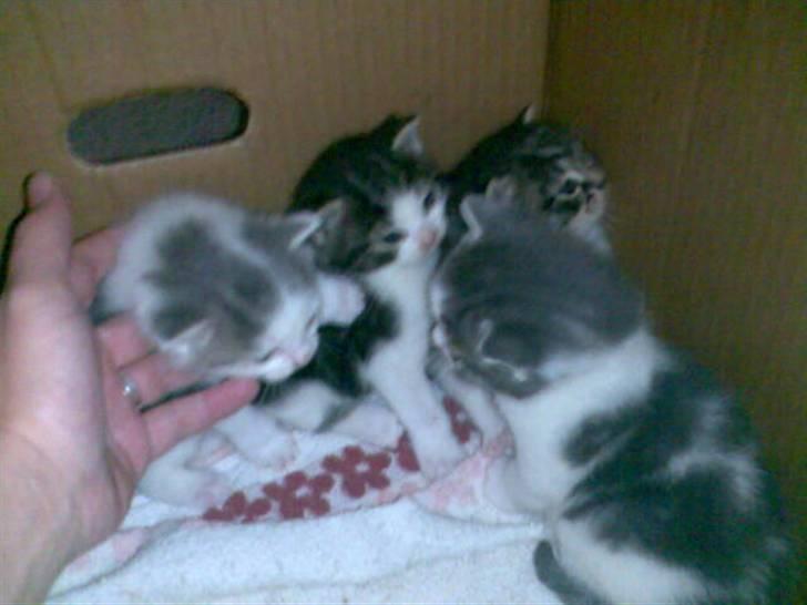 Huskat Futte - Kan i gætte hvem af dem han er:) - Ham med den sorte ryg:) billede 10