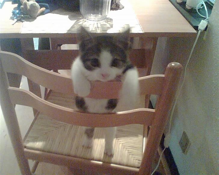 Huskat Futte - Nøj jeg er stor:) billede 11