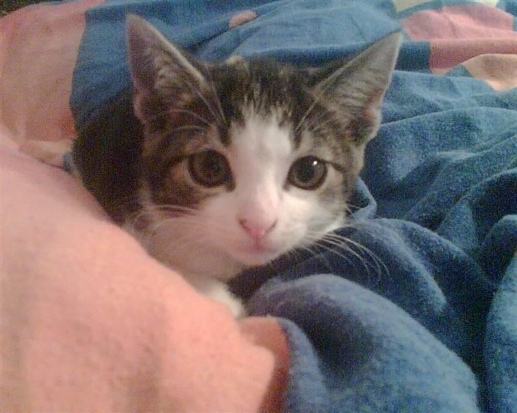 Huskat Futte - Uhh se mig:) billede 12