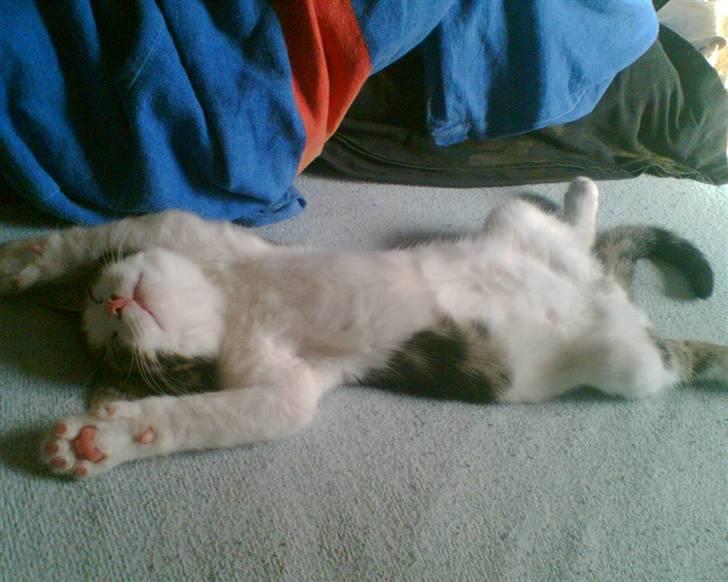 Huskat Futte - Årh slapper lige af:) billede 13