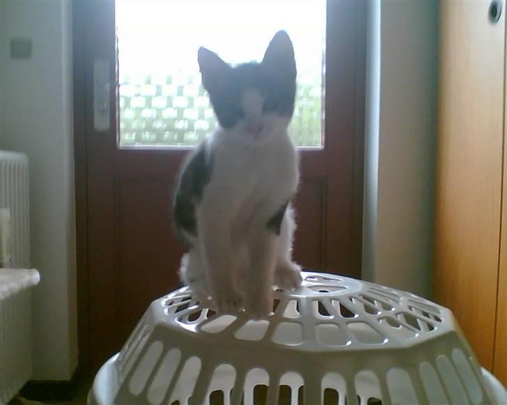 Huskat Futte - Se mig, hvor stor jeg er :) billede 14