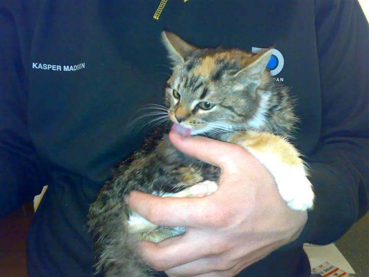 Huskat CHILI  -  Hittekilling - dejlig frisk efter et bad og en loppekur  billede 5