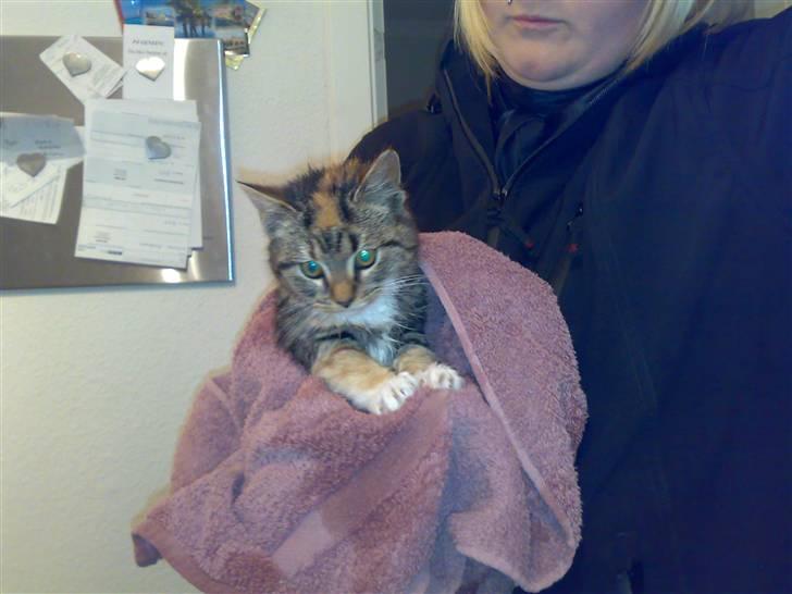 Huskat CHILI  -  Hittekilling - pjuske billede 6