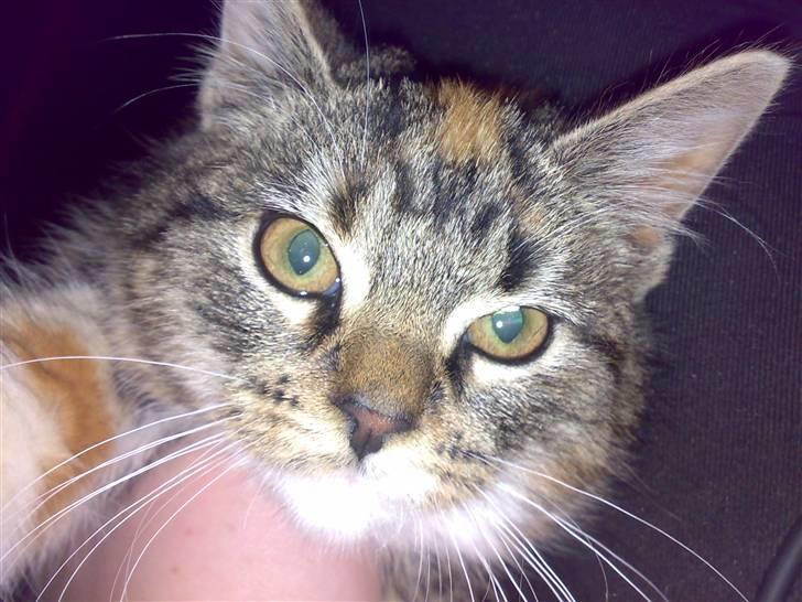 Huskat CHILI  -  Hittekilling billede 7