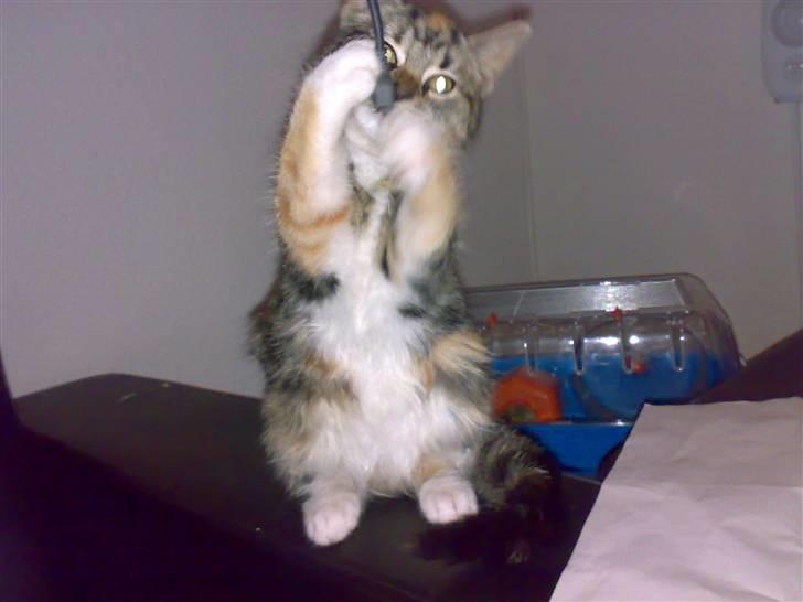 Huskat CHILI  -  Hittekilling billede 8